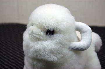ムートン　ドール（ミニシープ）の画像
