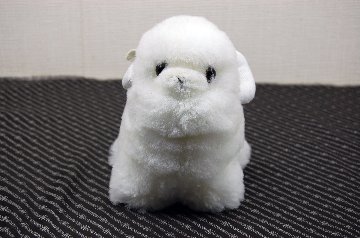 ムートン　ドール（ミニシープ）の画像