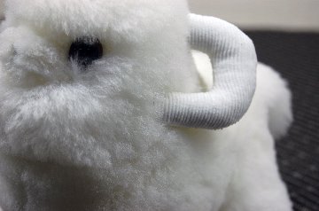 ムートン　ドール（ミニシープ）の画像