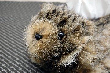 リンクスキャット　ベアフェイスティッシュボックスカバーの画像