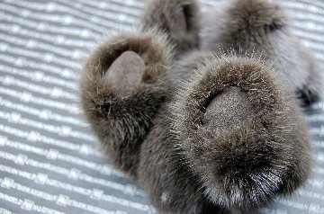 ミンク　チャーム（ベア）の画像