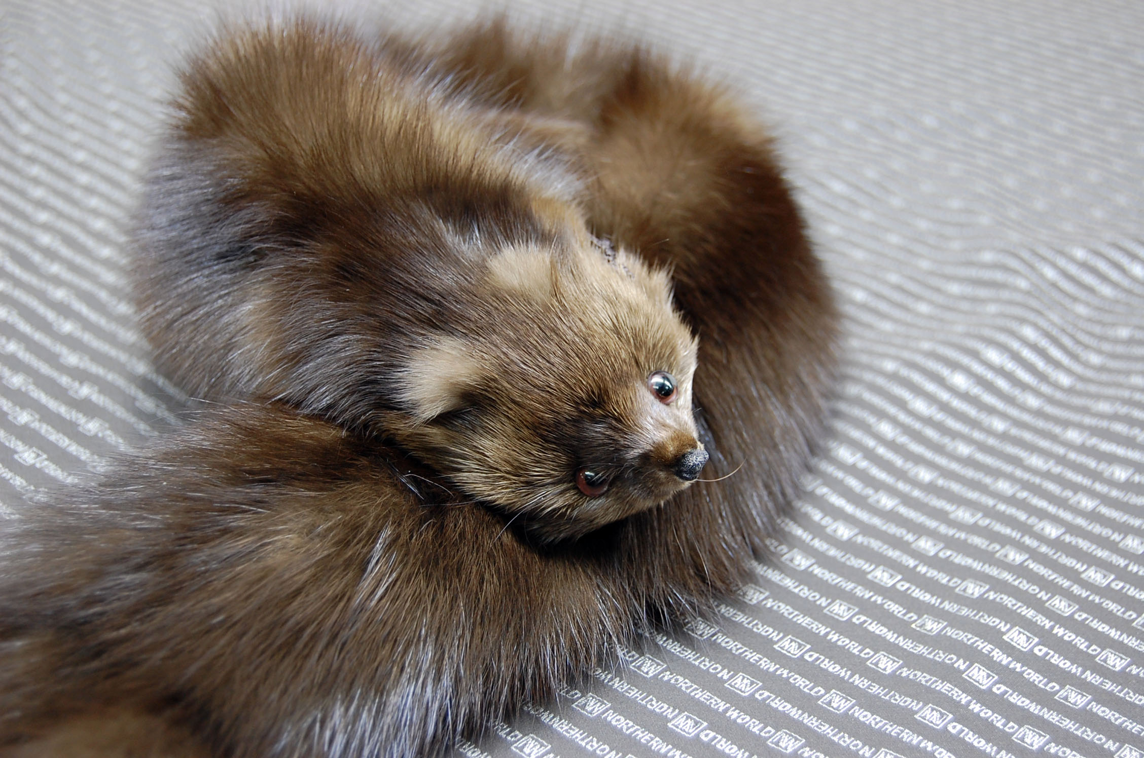 ロシアンセーブル　顔付きマフラーの画像