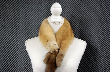 ロシアンセーブル　顔付きマフラーの画像