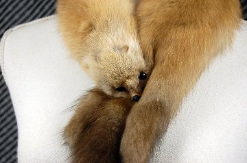 ロシアンセーブル　顔付きマフラーの画像