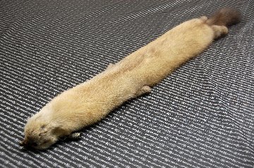ロシアンセーブル　顔付きマフラーの画像