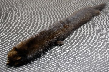 ロシアンセーブル　顔付きマフラーの画像