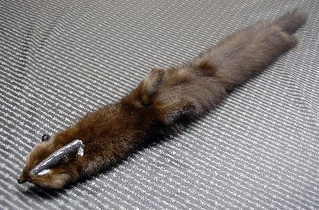 ロシアンセーブル　顔付きマフラーの画像