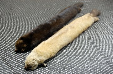 ロシアンセーブル　顔付きマフラーの画像