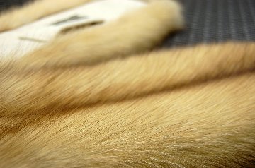 ゴールデンセーブル　フルスキンマフラーの画像
