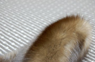 ロシアンセーブル　テール付マフラーの画像