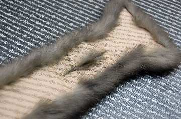 ロシアンセーブル　ホリゾンタルクロスマフラーの画像