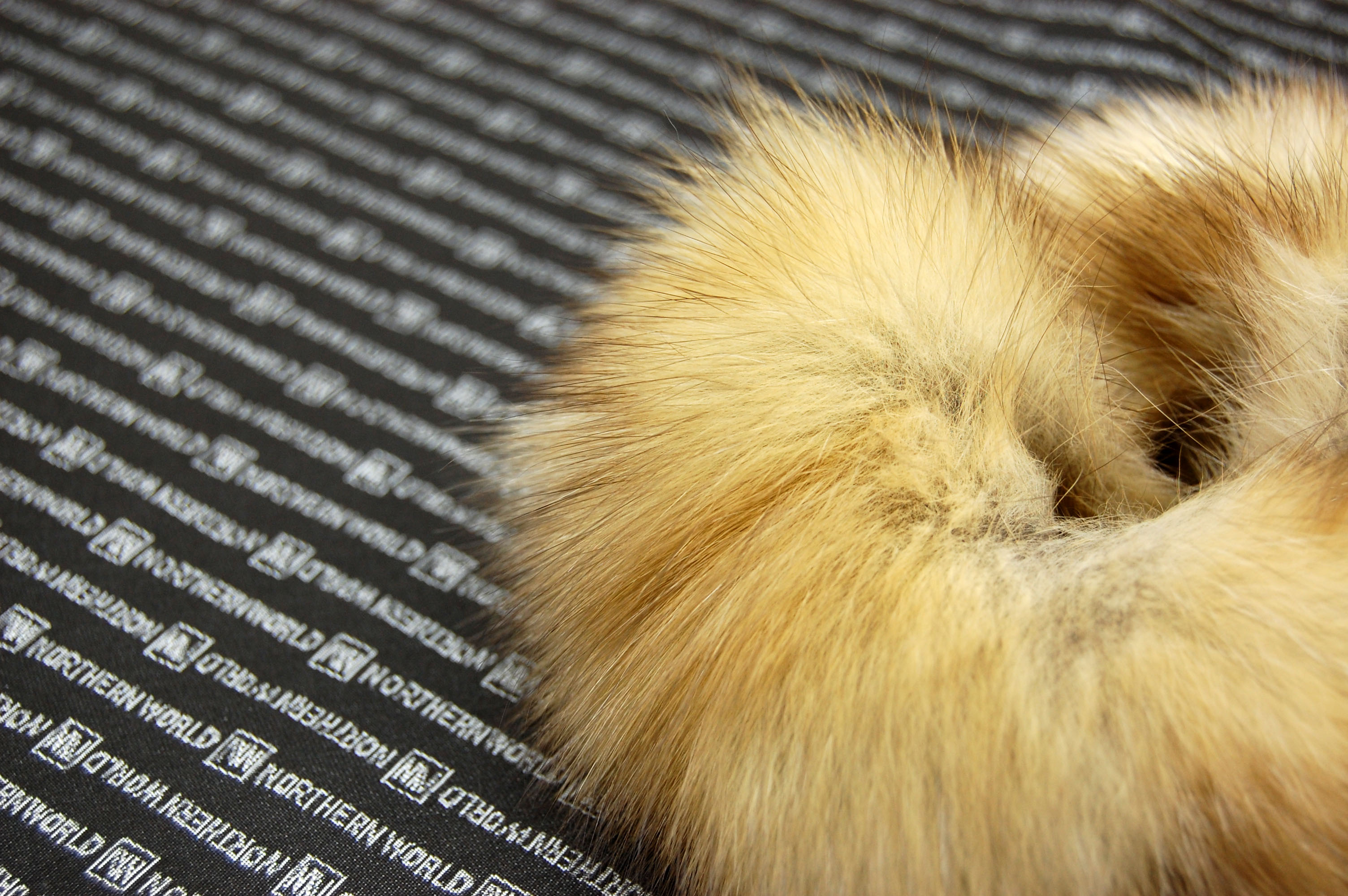 ロシアンセーブル　シュシュの画像