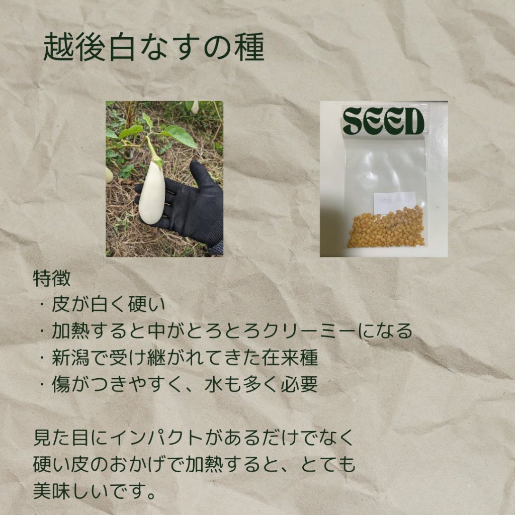 越後白なすの画像