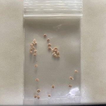 ホワイトチェリー（ミニトマトの種）20粒の画像