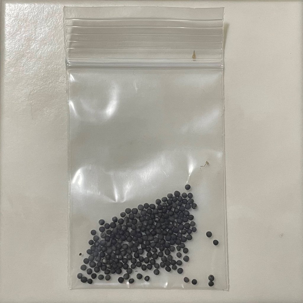 東京べか菜（種）0.8gの画像