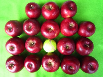 樹上完熟紅玉 総重量 約4kg前後 青森県 南部地方産 自家りんご農園生産直送品！の画像