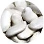 白花豆（しらはなまめ　2022年産・新豆）画像