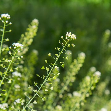 なずな花咲く（酸素をはこぶ写真・ミニ四角額）の画像