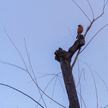 掛け軸（酸素をはこぶ写真・ミニ四角額）の画像