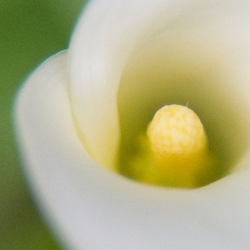 JuneBride（酸素をはこぶ写真・ミニ四角額）の画像