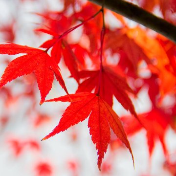 秋色（酸素をはこぶ写真・ミニ四角額）の画像