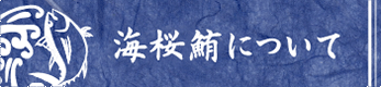 海桜鮪について