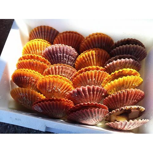 愛媛特産品・産地直送 宇和海産 活ヒオウギ貝20個入オリジナルセットの画像