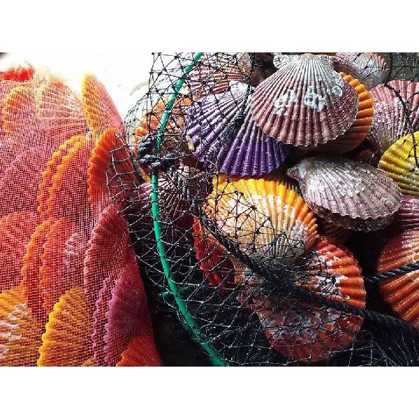 愛媛特産品・産地直送 宇和海産 活ヒオウギ貝50個入オリジナルセットの画像