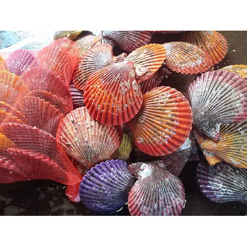 愛媛特産品・産地直送 宇和海産 活ヒオウギ貝200個入オリジナルセットの画像