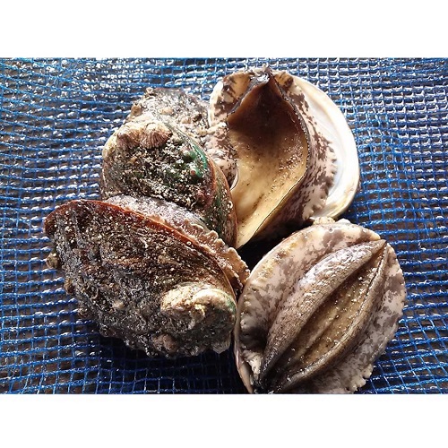 愛媛特産品・宇和海産 産地直送 活アワビ約500g前後オリジナルセットの画像