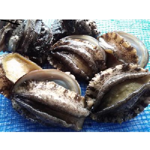 愛媛特産品・宇和海産 産地直送 活アワビ約2kg前後オリジナルセットの画像