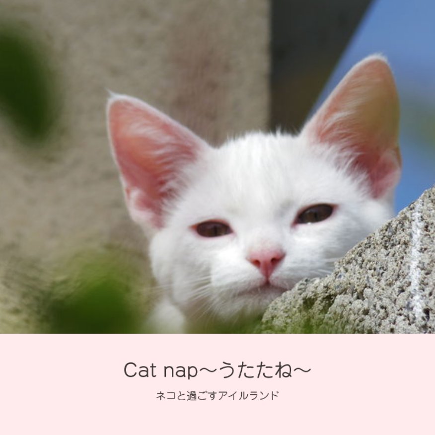 Cat nap ~うたたね~ CD付きフォトブックの画像