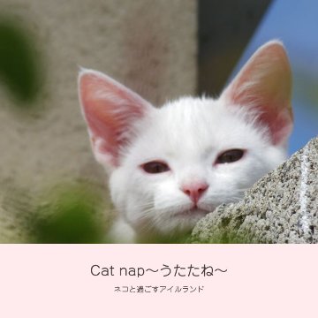 Cat nap ~うたたね~ CD付きフォトブック画像