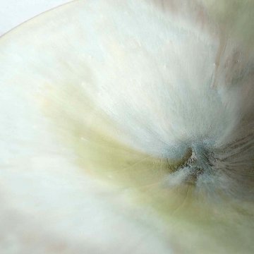 鉢の画像