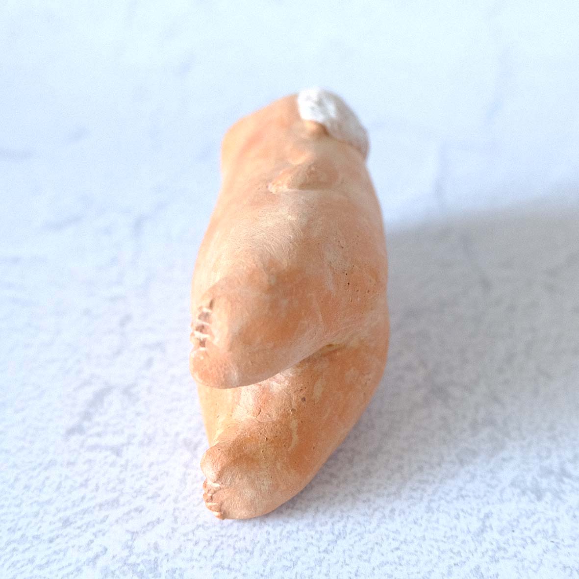 ｃｏｍｏｄｏ族の画像