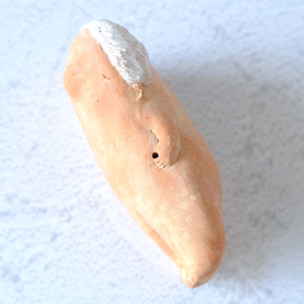 ｃｏｍｏｄｏ族の画像