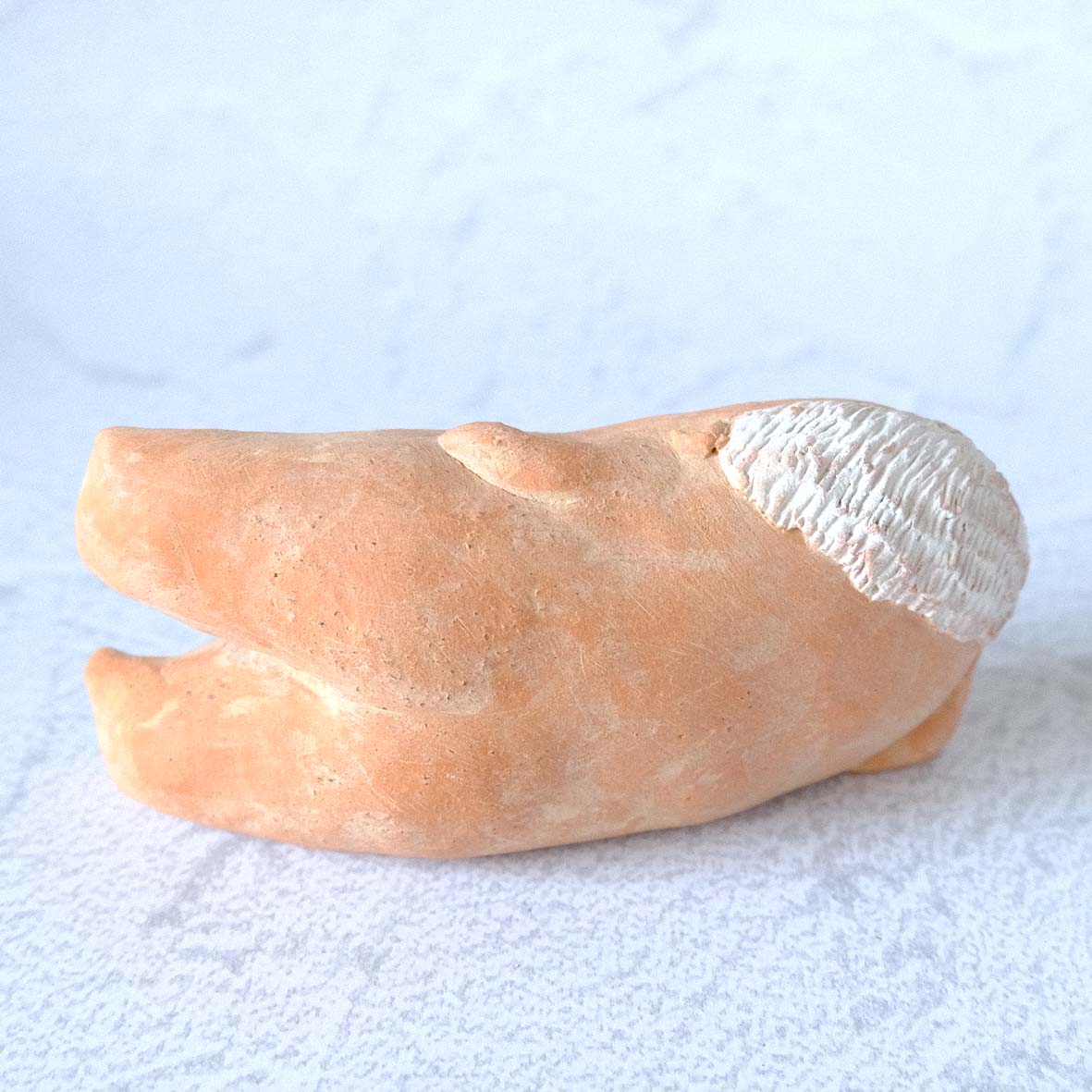 ｃｏｍｏｄｏ族の画像