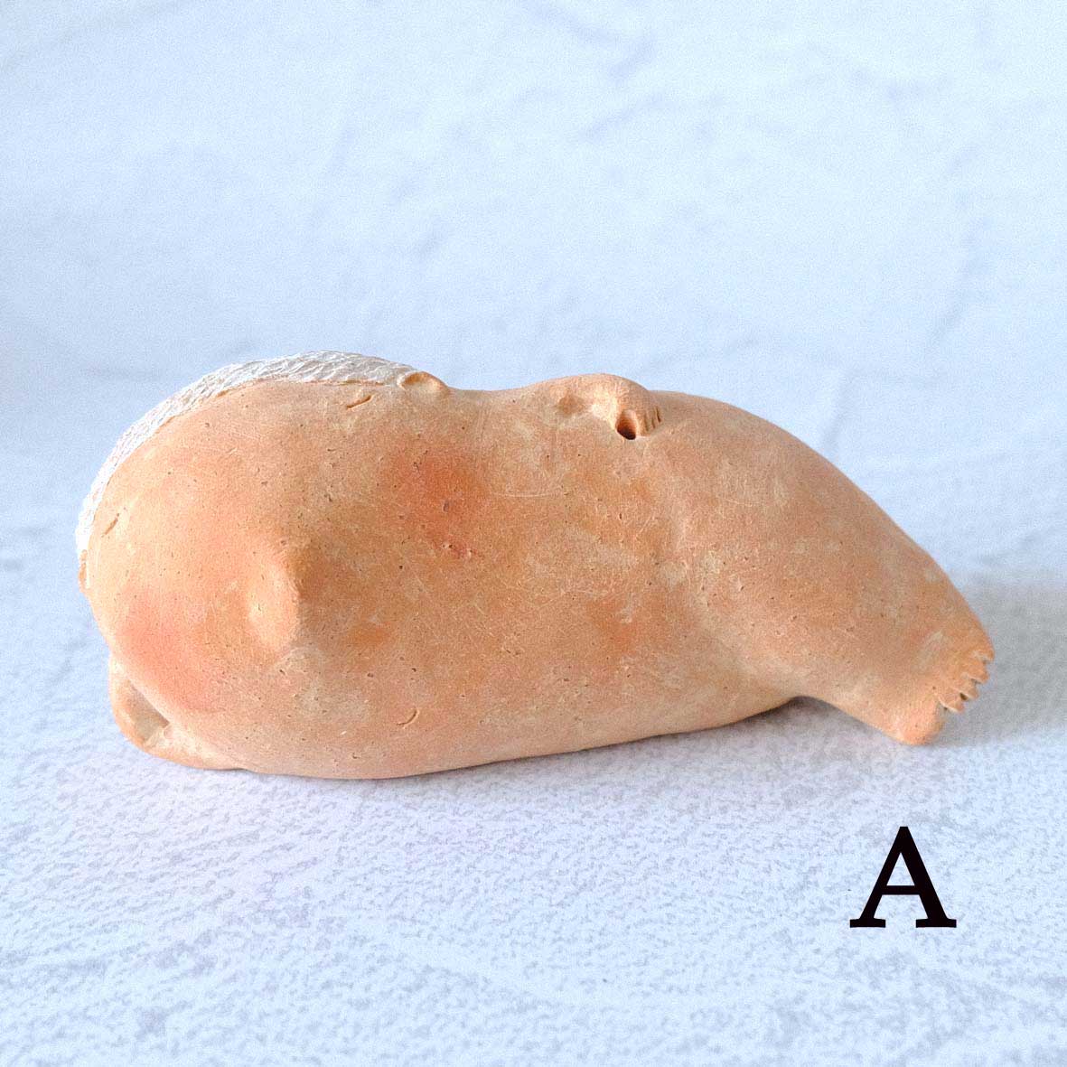 ｃｏｍｏｄｏ族の画像