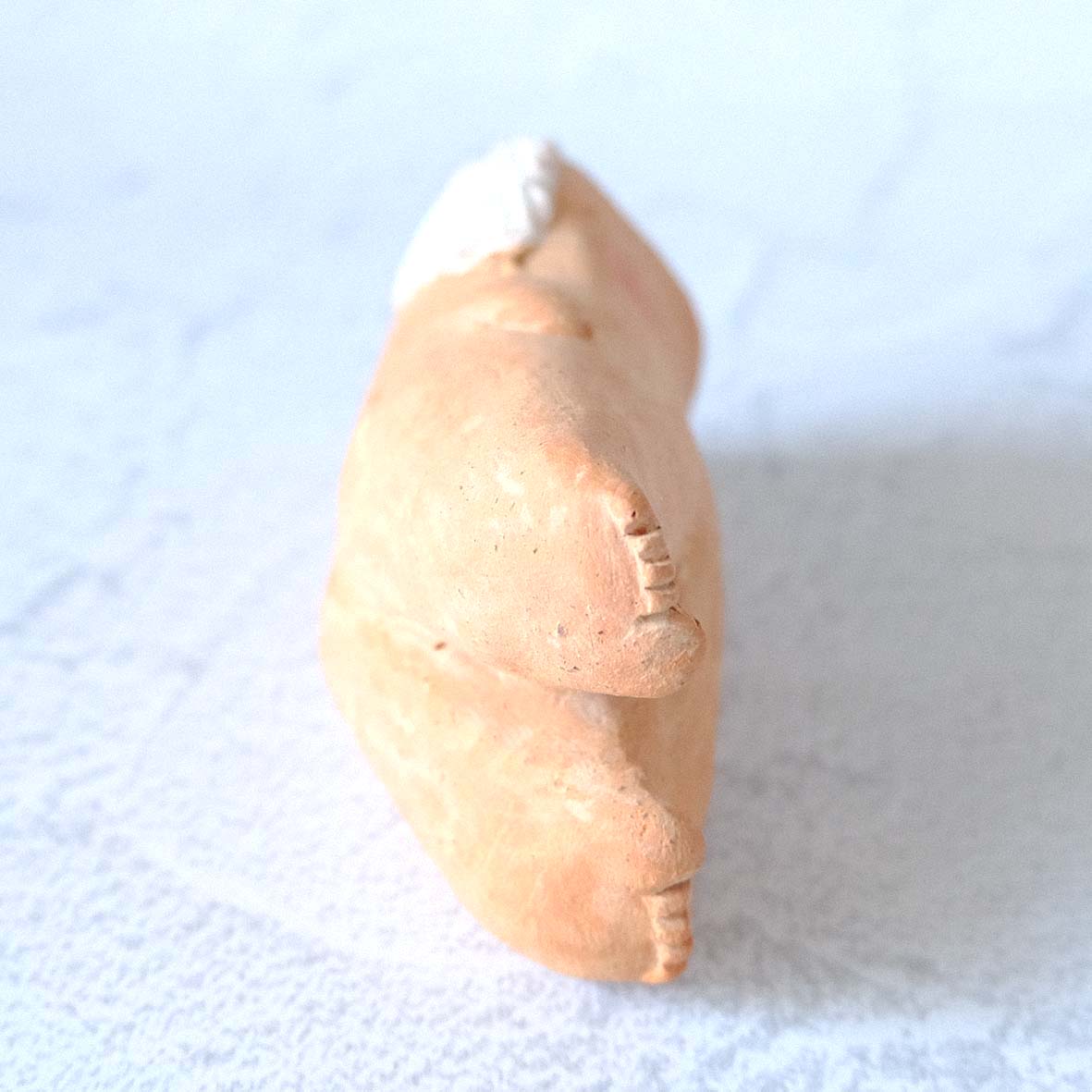 ｃｏｍｏｄｏ族の画像