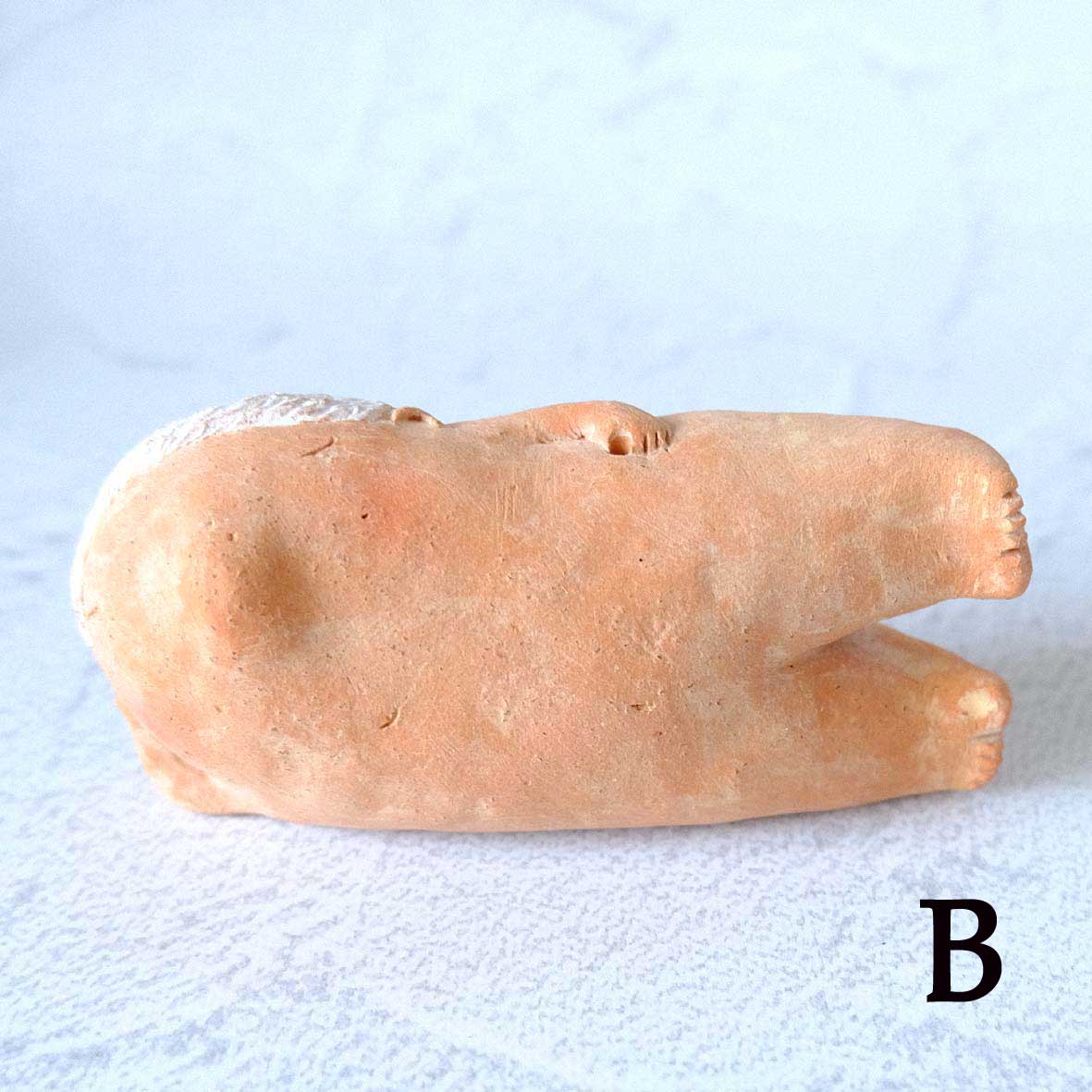 ｃｏｍｏｄｏ族の画像