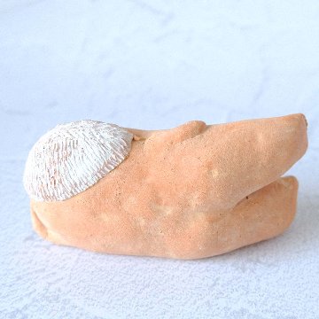 ｃｏｍｏｄｏ族の画像