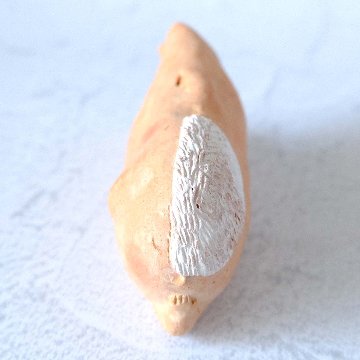 ｃｏｍｏｄｏ族の画像