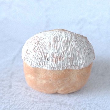 ｃｏｍｏｄｏ族の画像