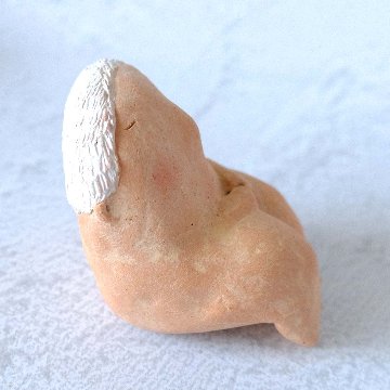 ｃｏｍｏｄｏ族の画像