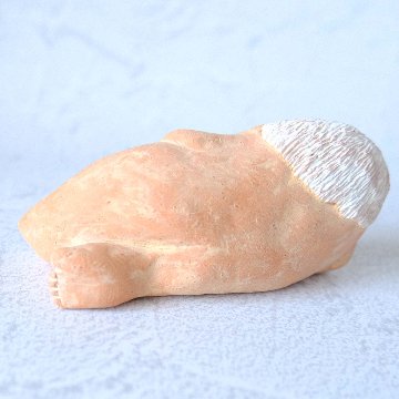 ｃｏｍｏｄｏ族の画像