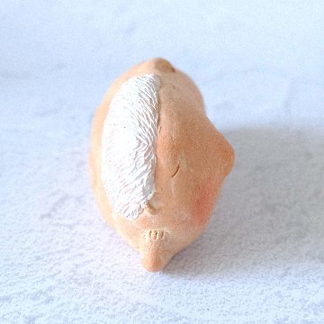 ｃｏｍｏｄｏ族の画像