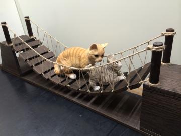 猫のつり橋キットの画像