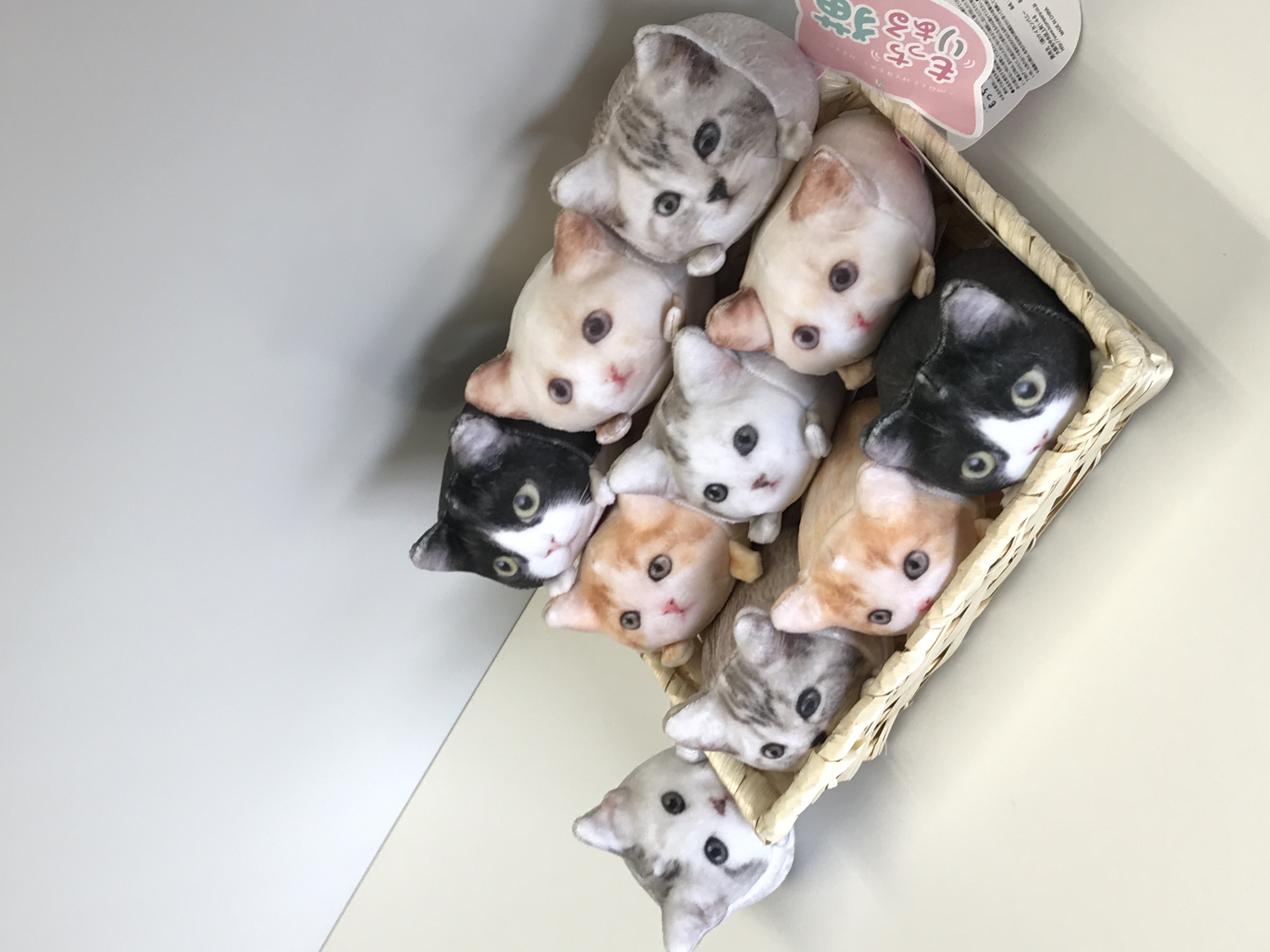 もっちりある猫の画像