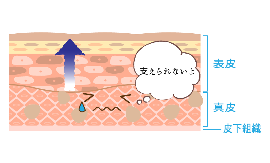 ターンオーバーイメージ画像｜ヒト幹細胞美容液donner(ドネ)