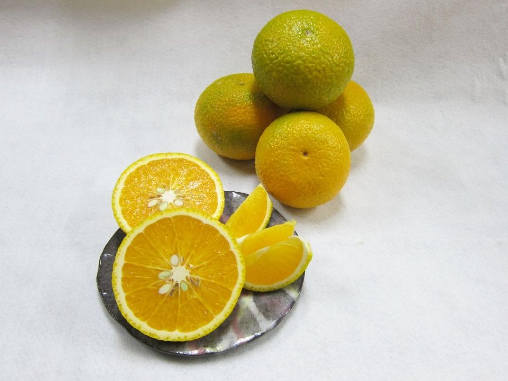 伊豆のみかん/冬のみかん｜伊豆オレンヂセンター